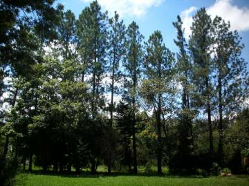 imagem 3 - Chácaras/Imóveis Rurais - RanchoSítio imagem 3 - Chácaras/Imóveis Rurais - RanchoSítio