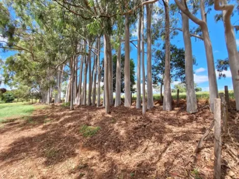imagem 3 - Vende-se Sítio em Santo Antônio da Alegria-SP 18,5 hectares imagem 3 - Vende-se Sítio em Santo Antônio da Alegria-SP 18,5 hectares