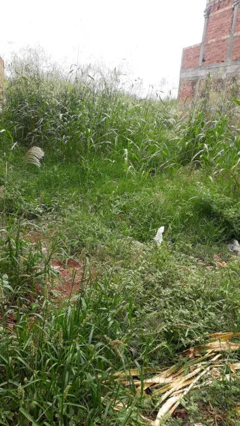 imagem 1 - Terreno para Venda no Bairro Jardim Vera Lúcia em Barrinha/SP. imagem 1 - Terreno para Venda no Bairro Jardim Vera Lúcia em Barrinha/SP.